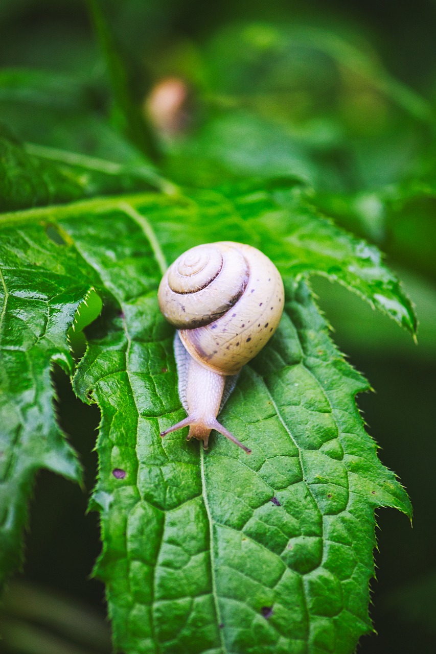 snail  leaves  garden free photo