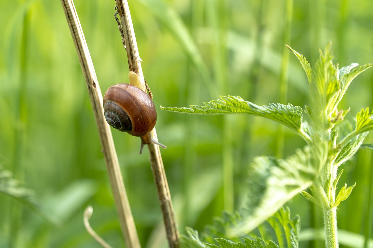 snail  meadow  grass free photo