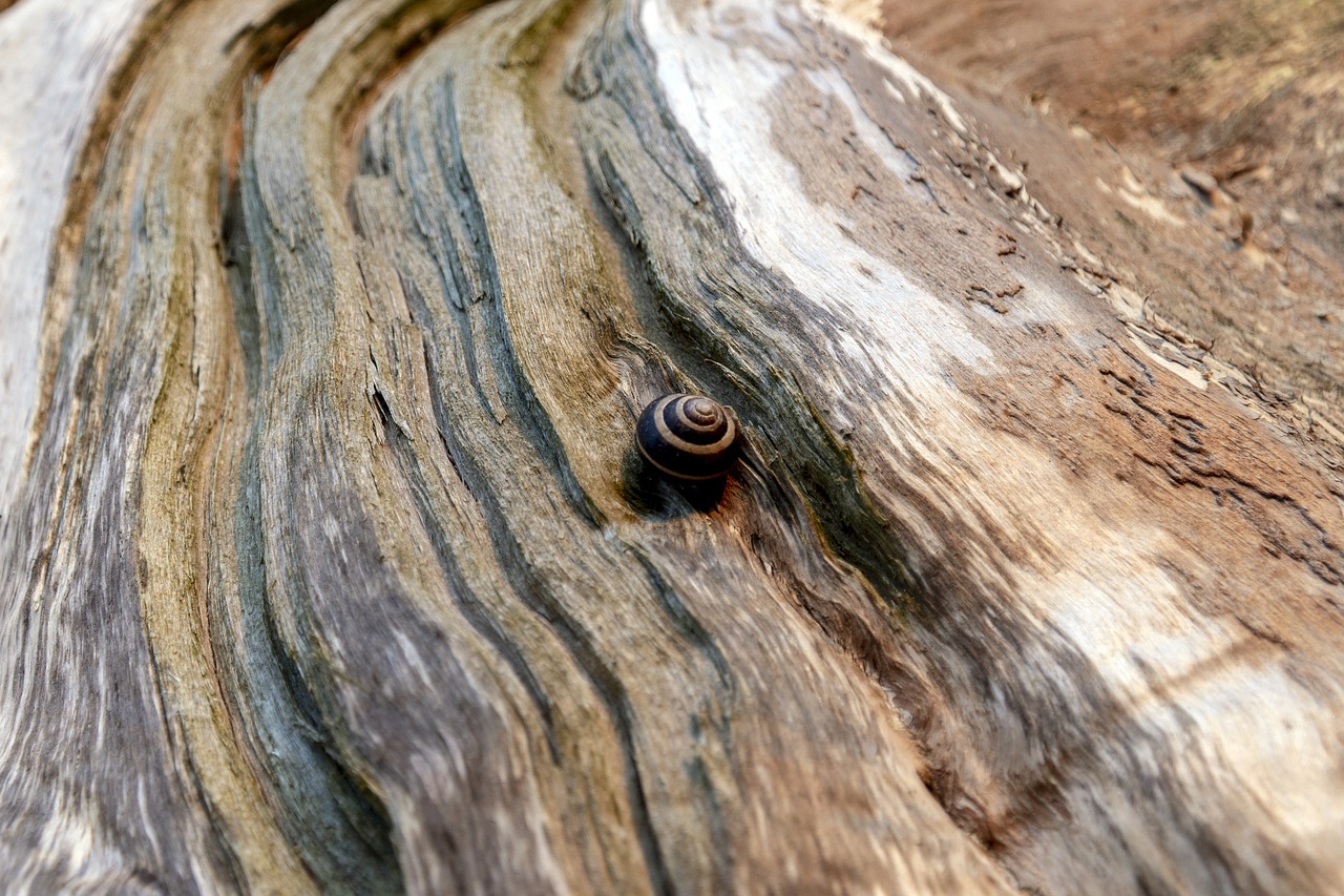 snail  slug  tree free photo