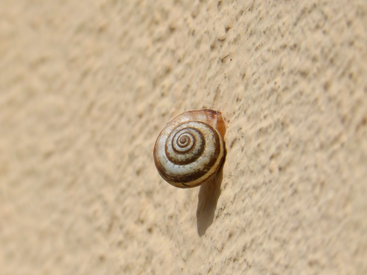 snail  contrast  spiral free photo