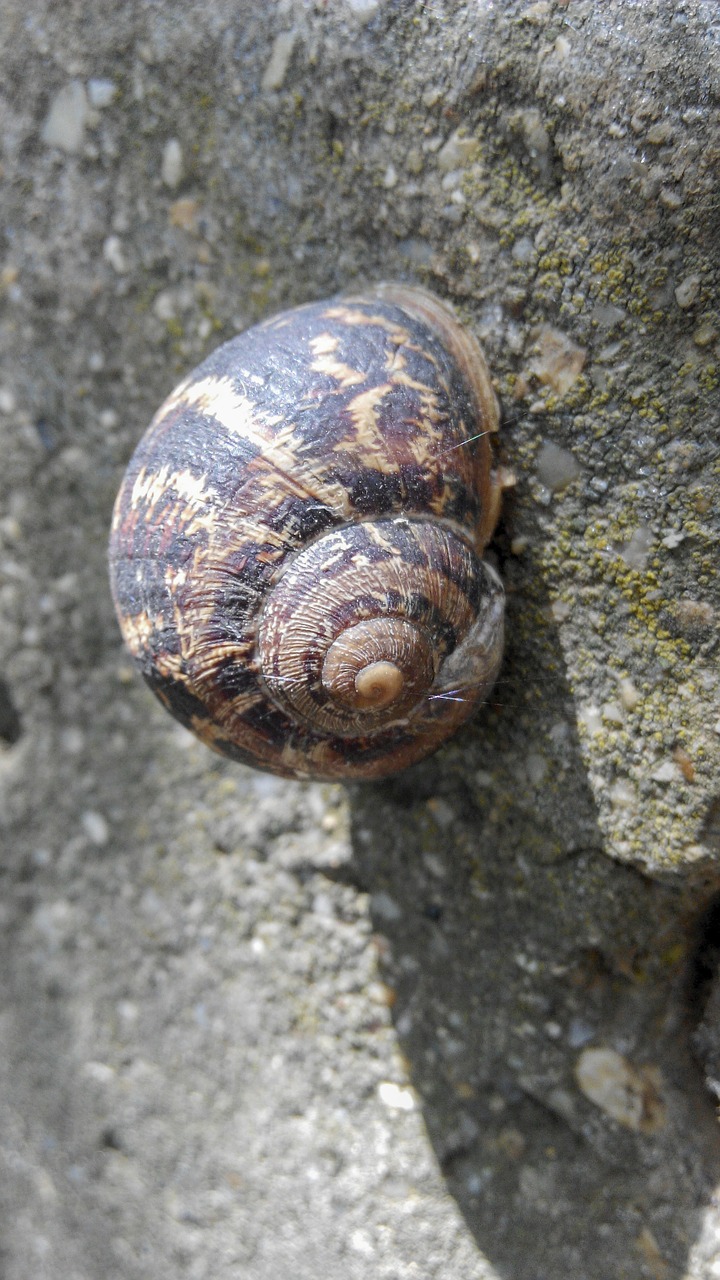 snail nature forest free photo