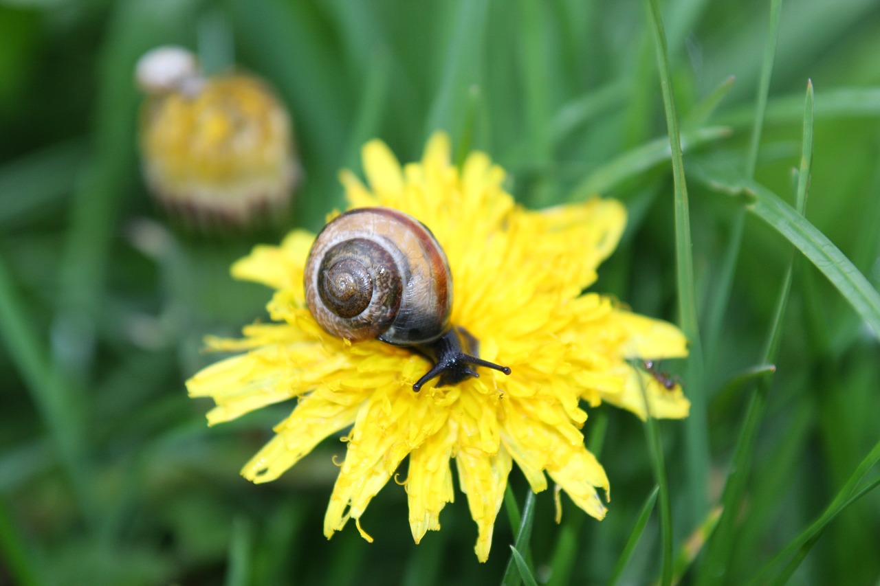 snail  sonchus oleraceus  grass free photo