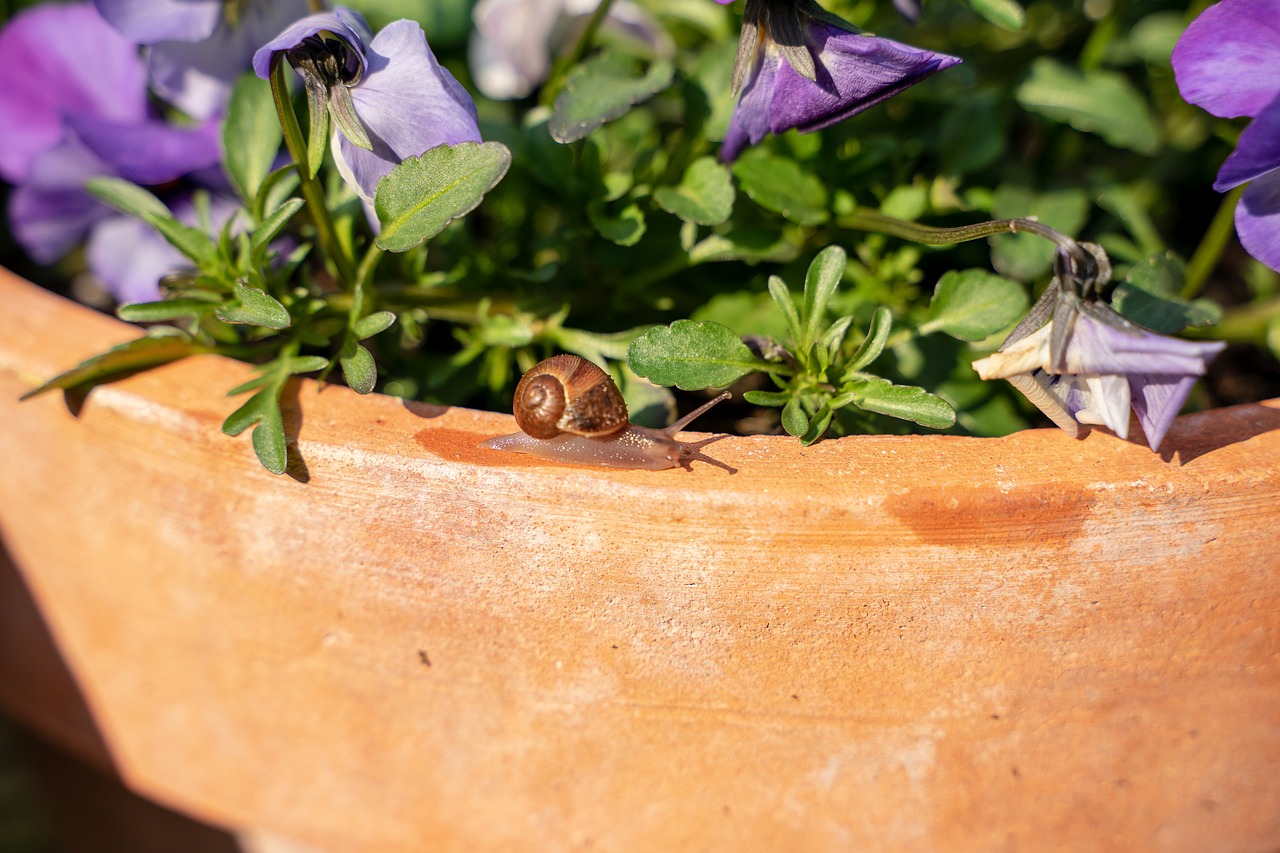 snail  shell  flowerpot free photo