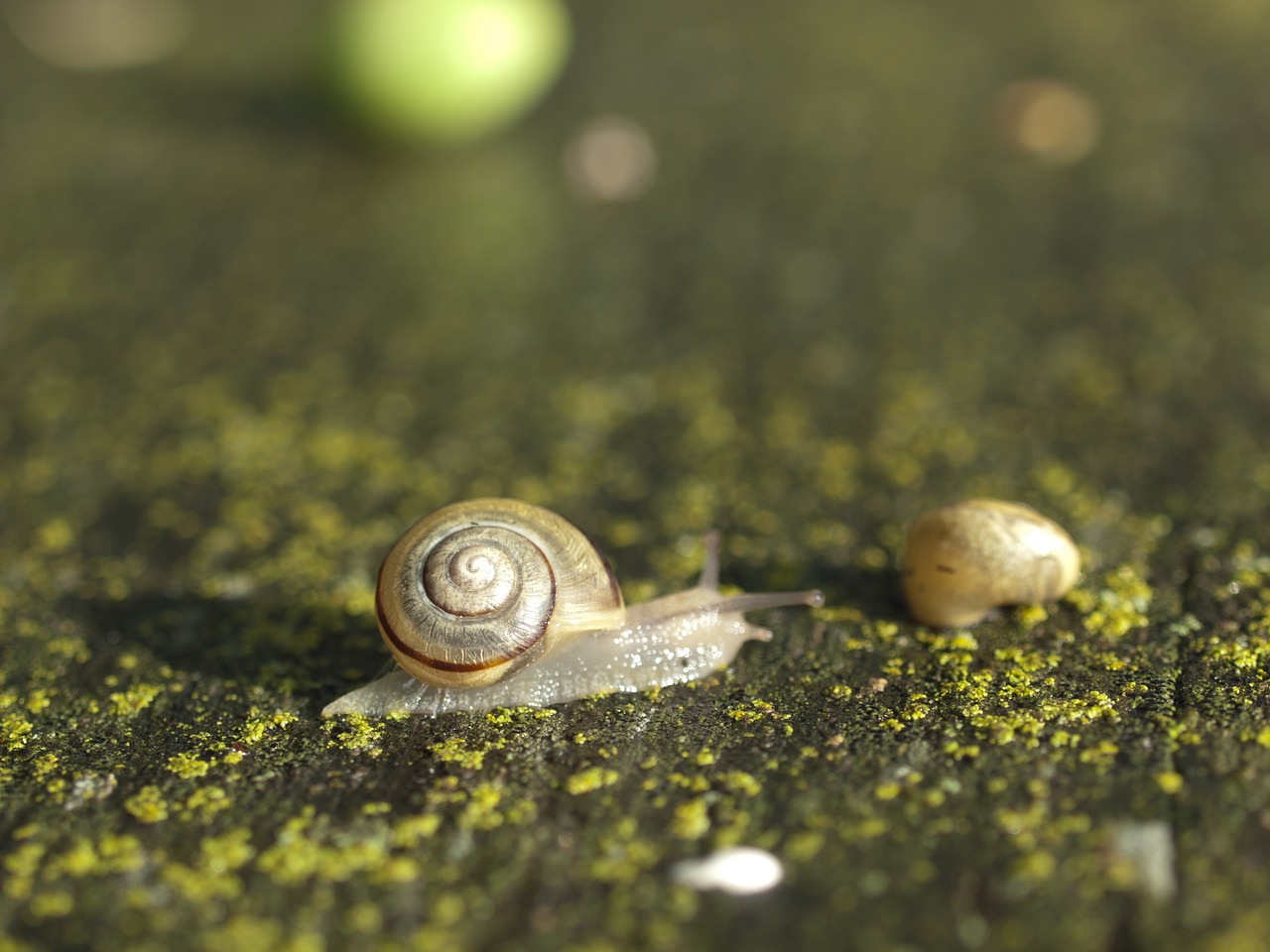 snail  seashell  nature free photo