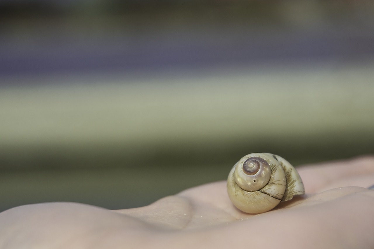 snail  snail shell  shell free photo