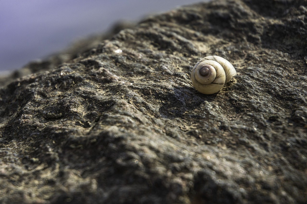 snail  rock  stone free photo