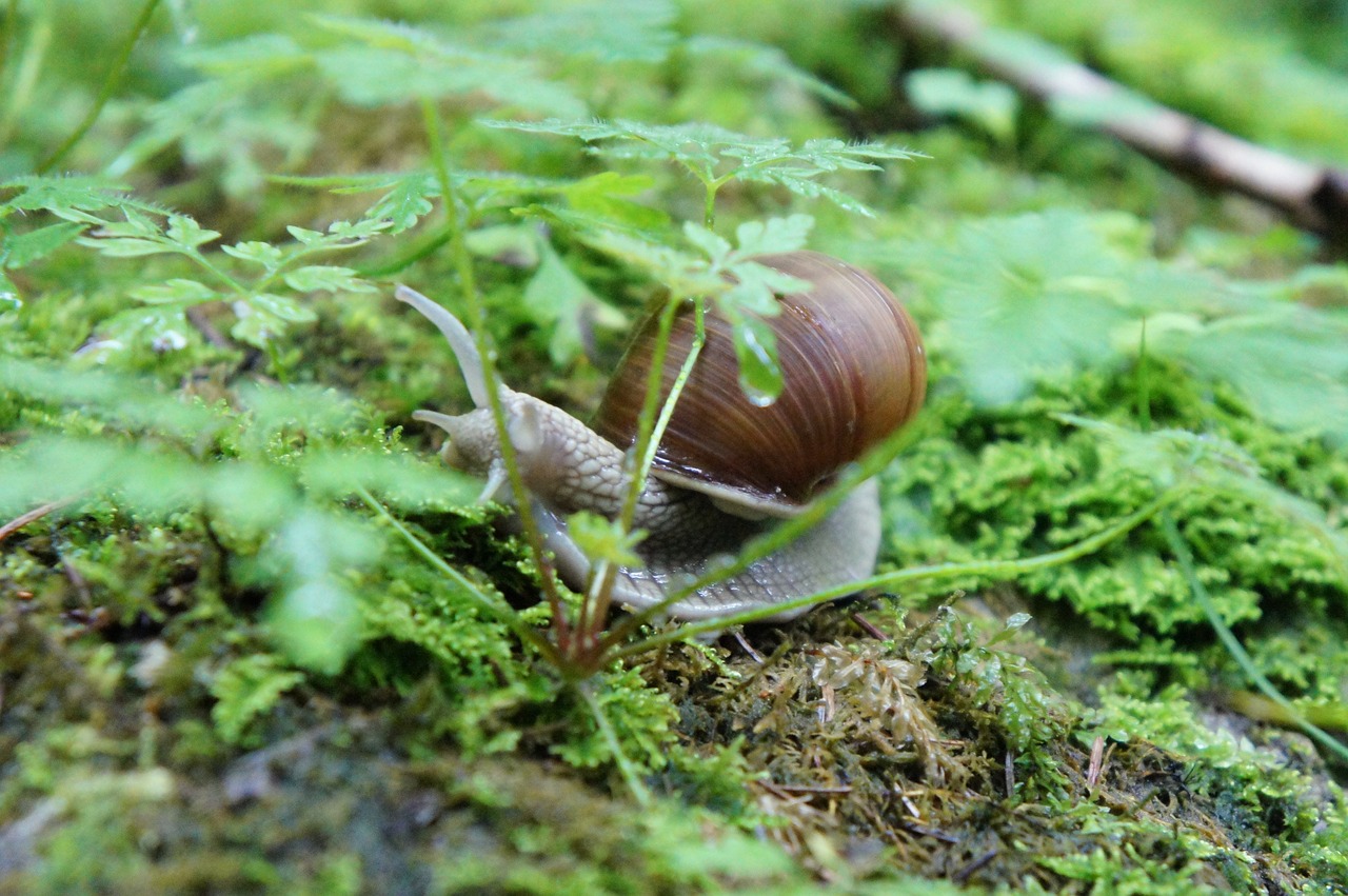 snail animal shell free photo