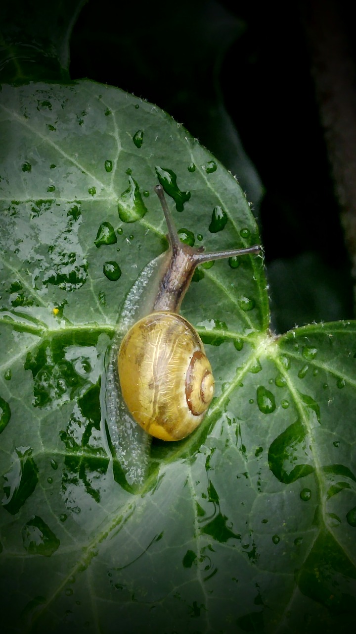 snail  ivy  leaf free photo