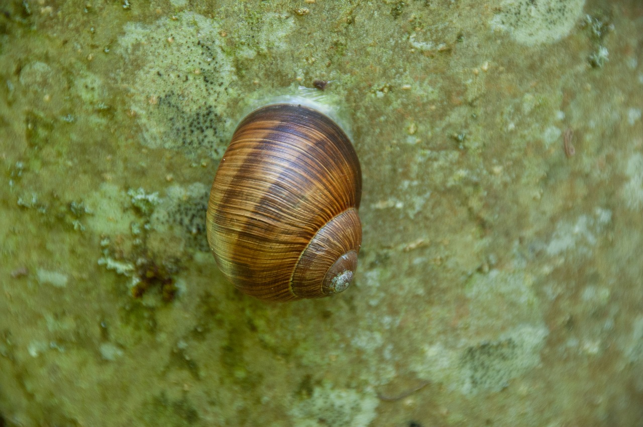 snail  stone  nature free photo