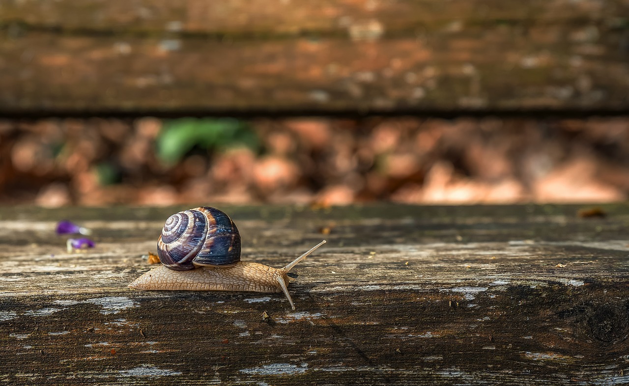snail  wood  shell free photo