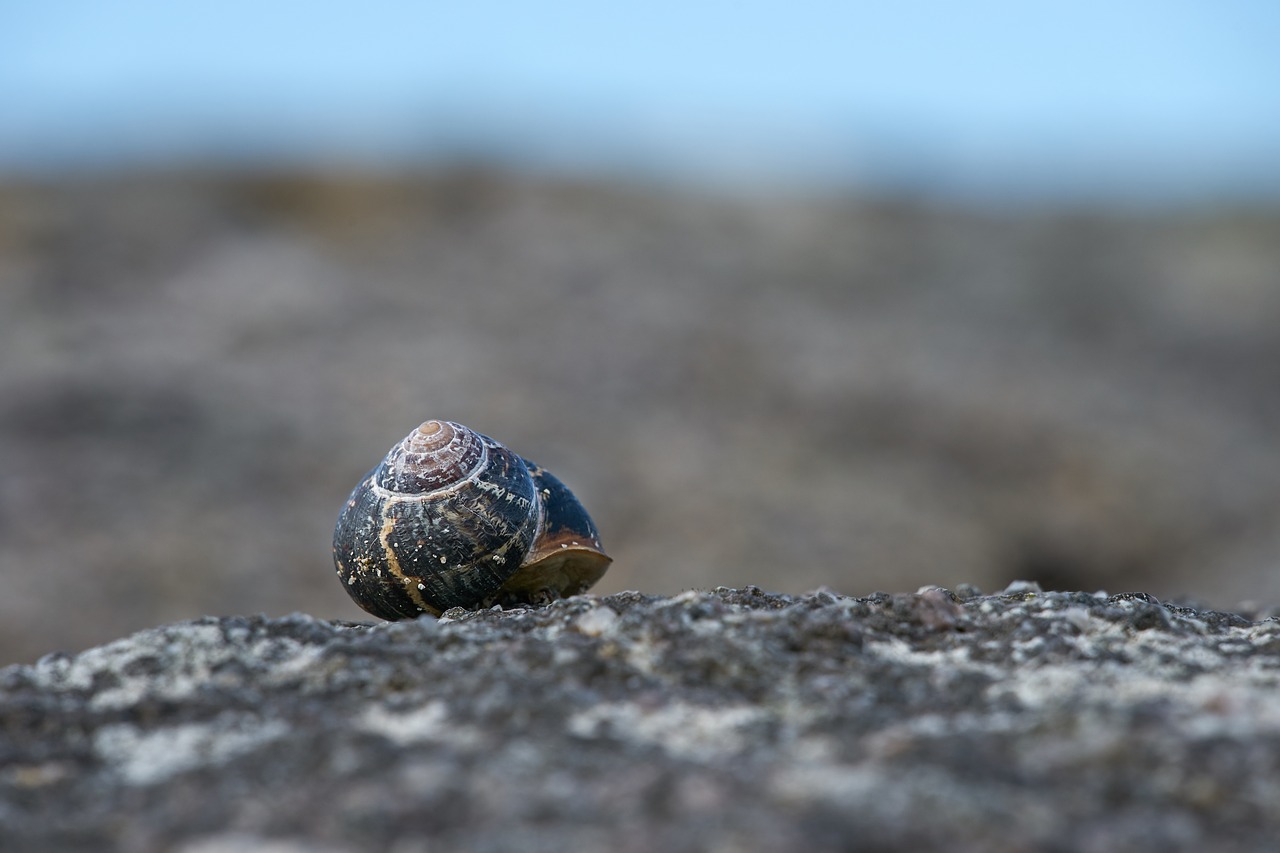 snail  ireland  coast free photo