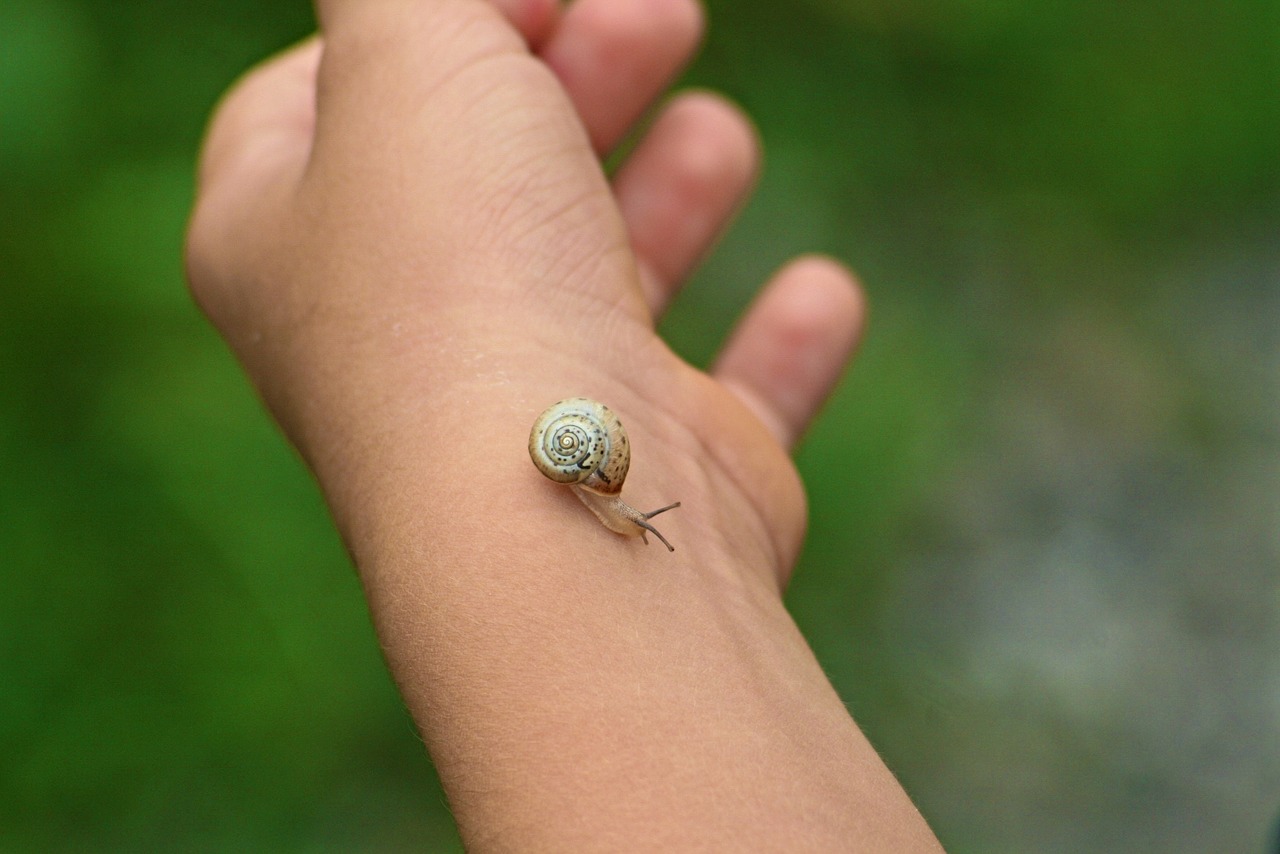 snail  kid  nature free photo