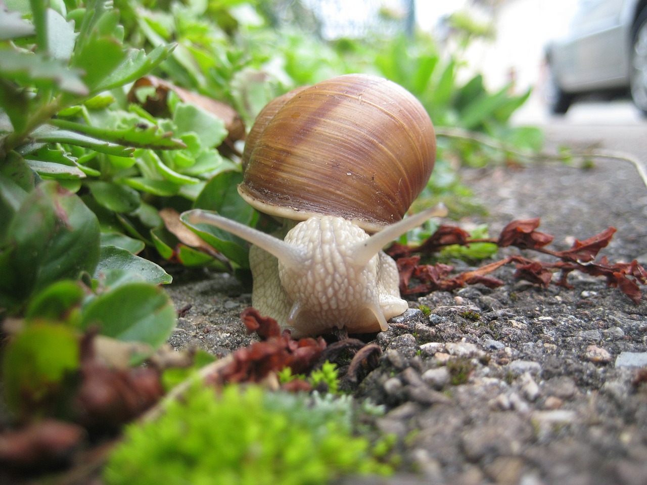 snail shell slowly free photo