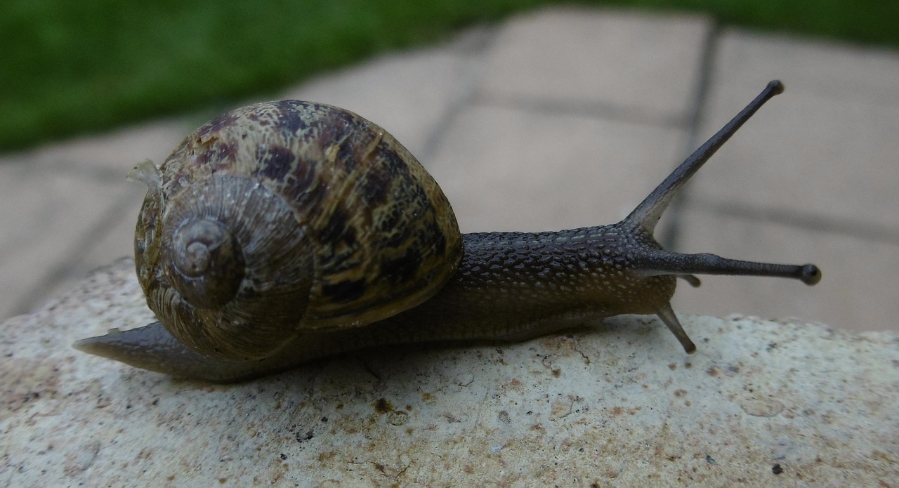 snail  animal  shell free photo