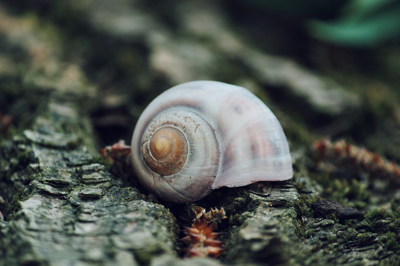 snail  animal  shell free photo