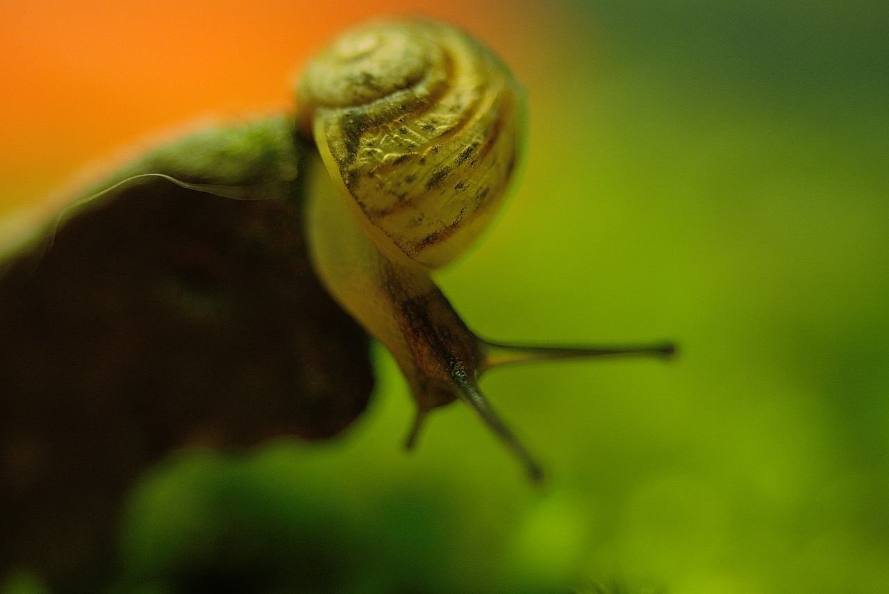 snail  shell  creature free photo