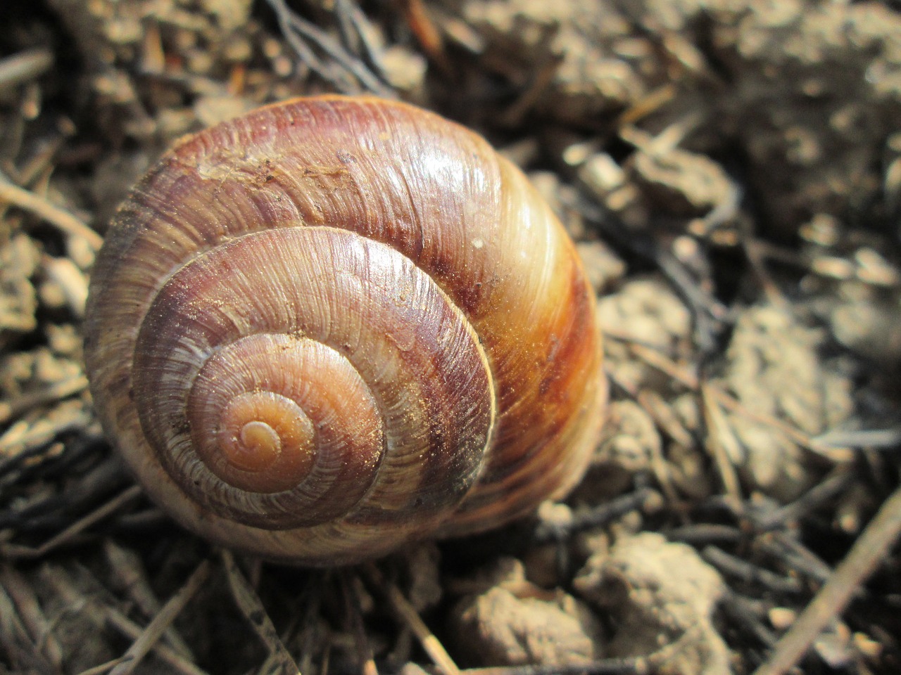 snail  earth  shell free photo