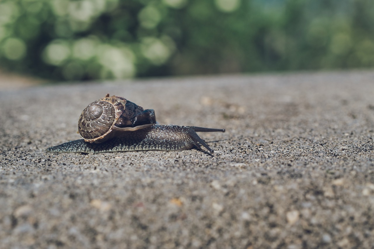 snail  shell  nature free photo