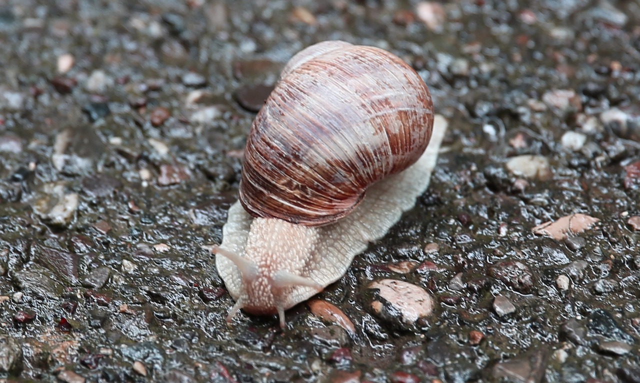 snail nature macro free photo