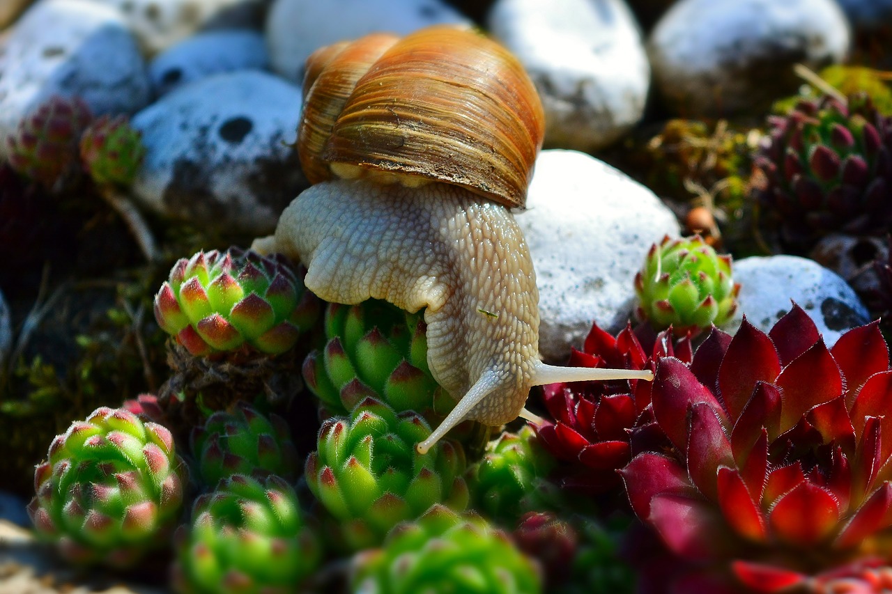 snail  wirbellos  mollusk free photo