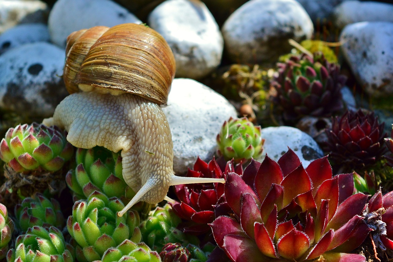snail  mollusk  crawl free photo