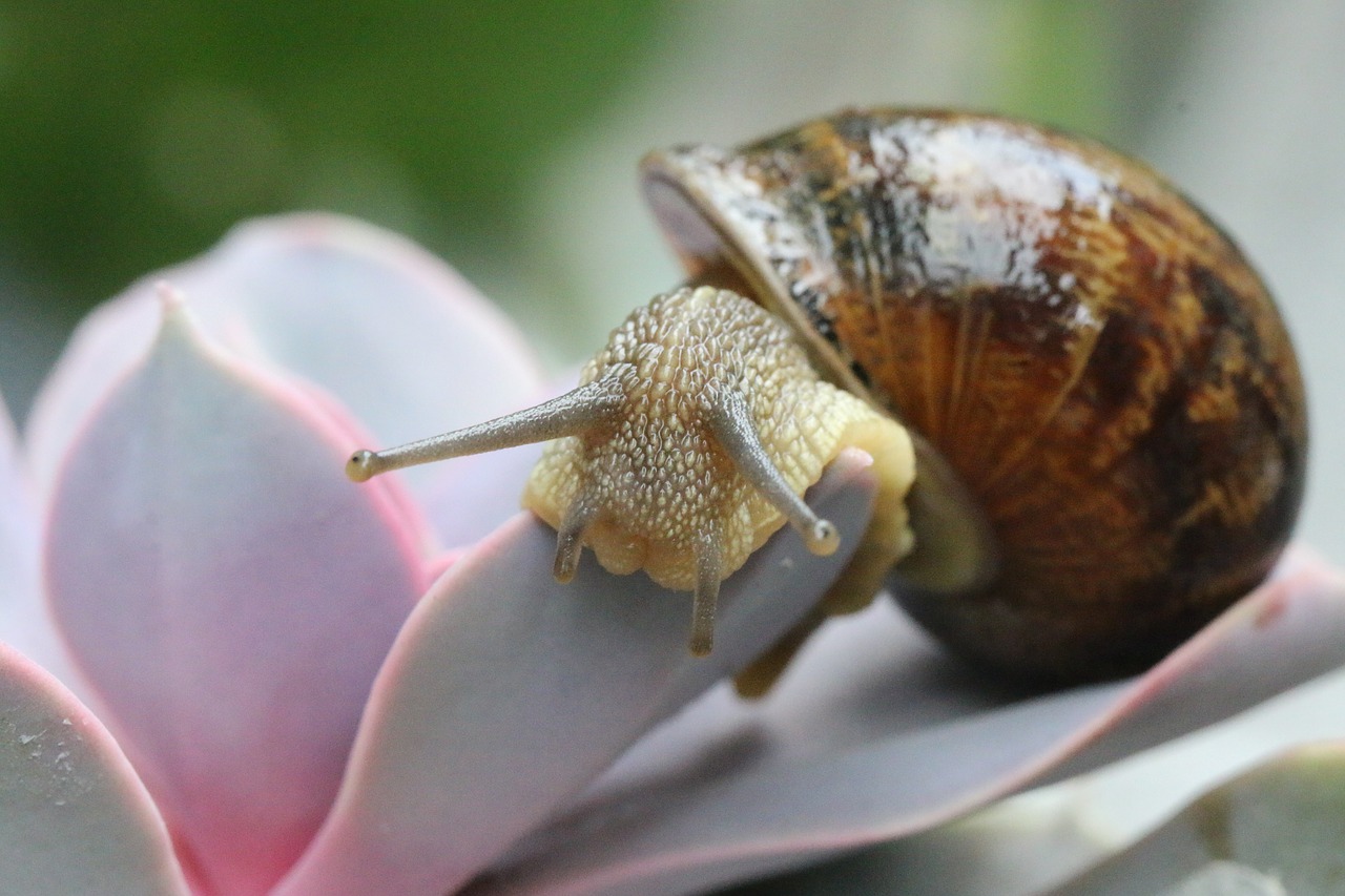 snail  gastropods  shell free photo