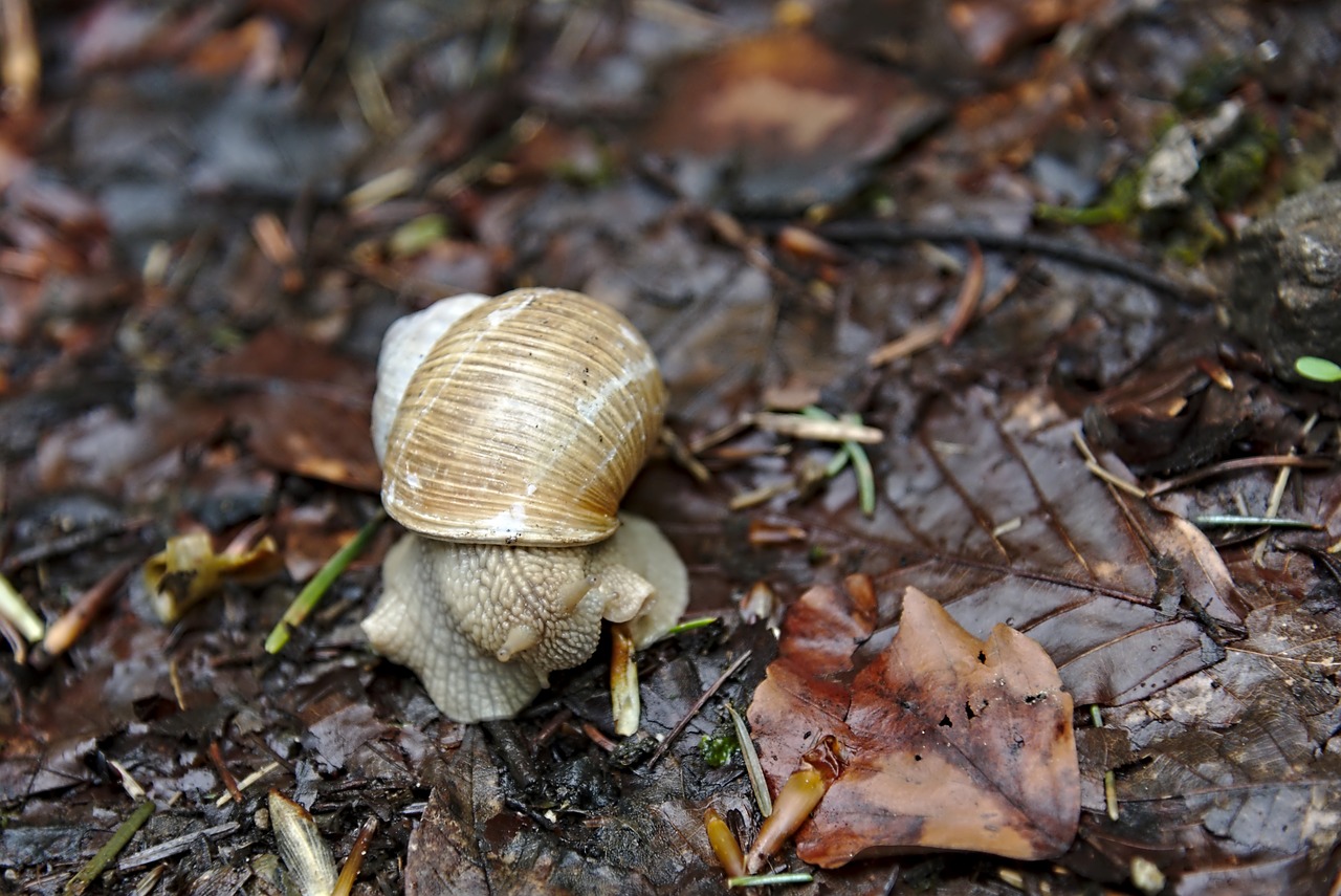 snail  shell  leaves free photo