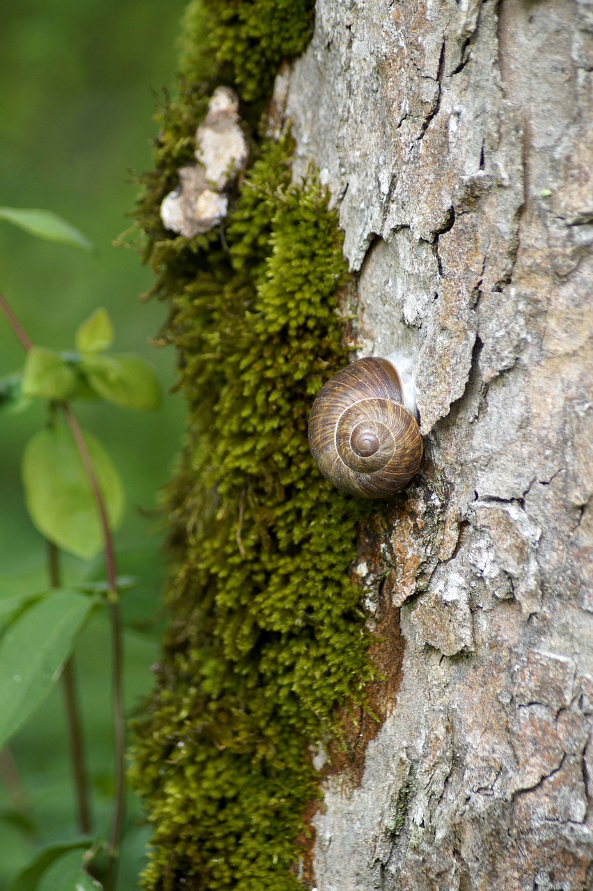 snail  support  tribe free photo