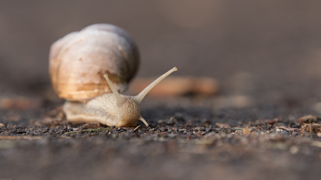 snail  shell  animal free photo