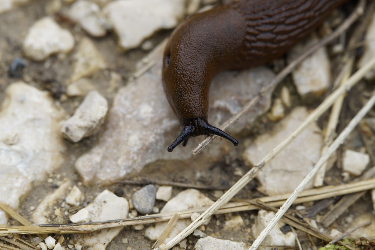 snail slug crawl free photo