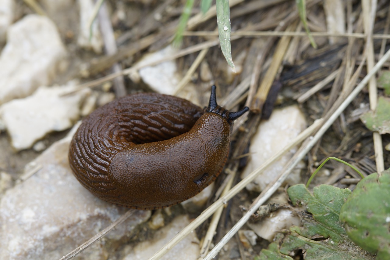 snail slug crawl free photo