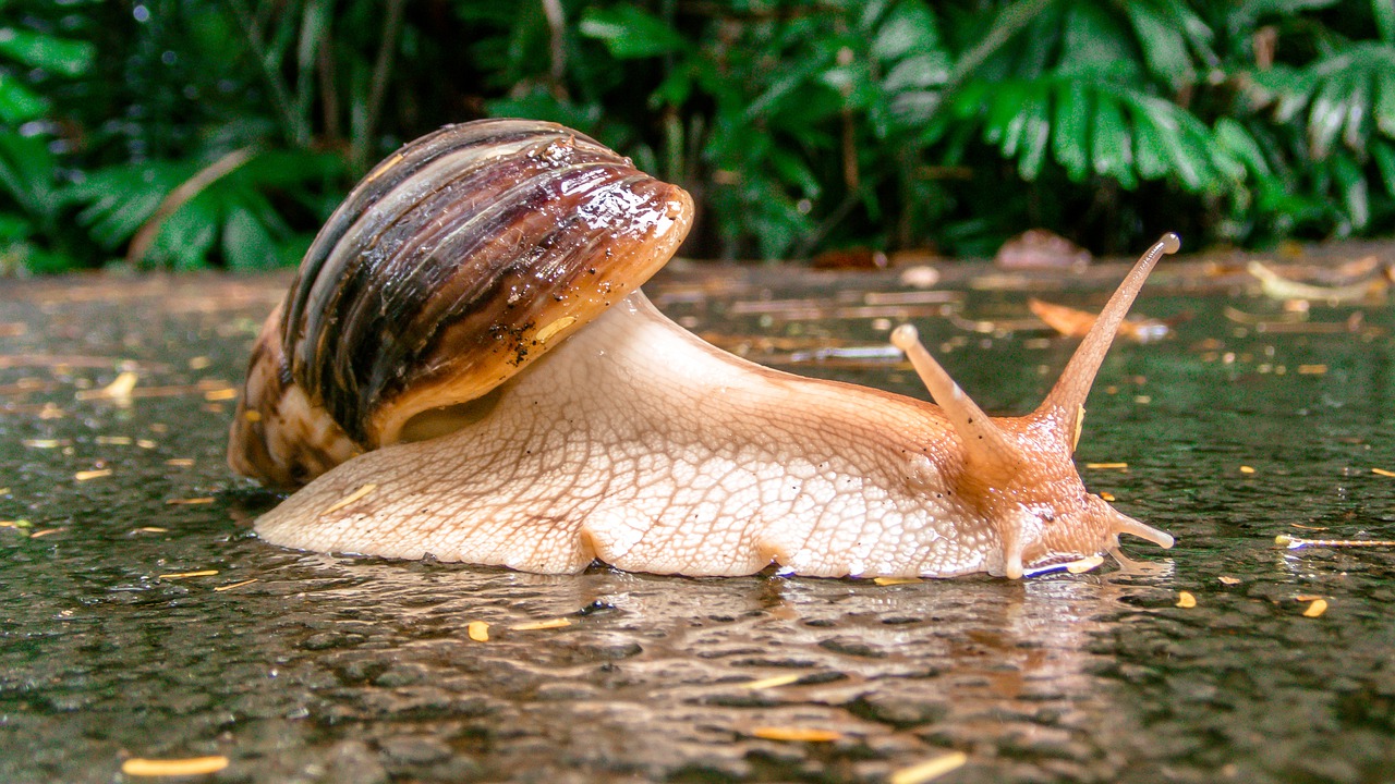 snail  rain  alive free photo
