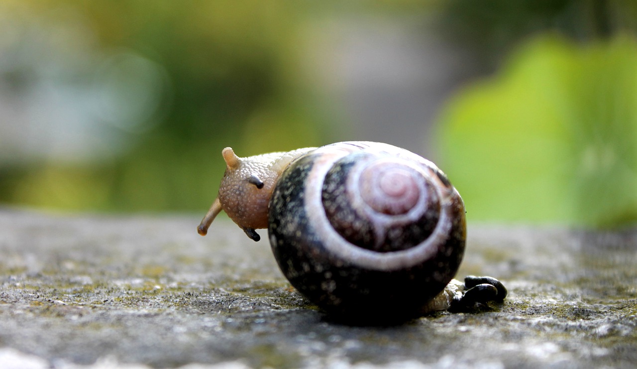 snail  animals  nature free photo