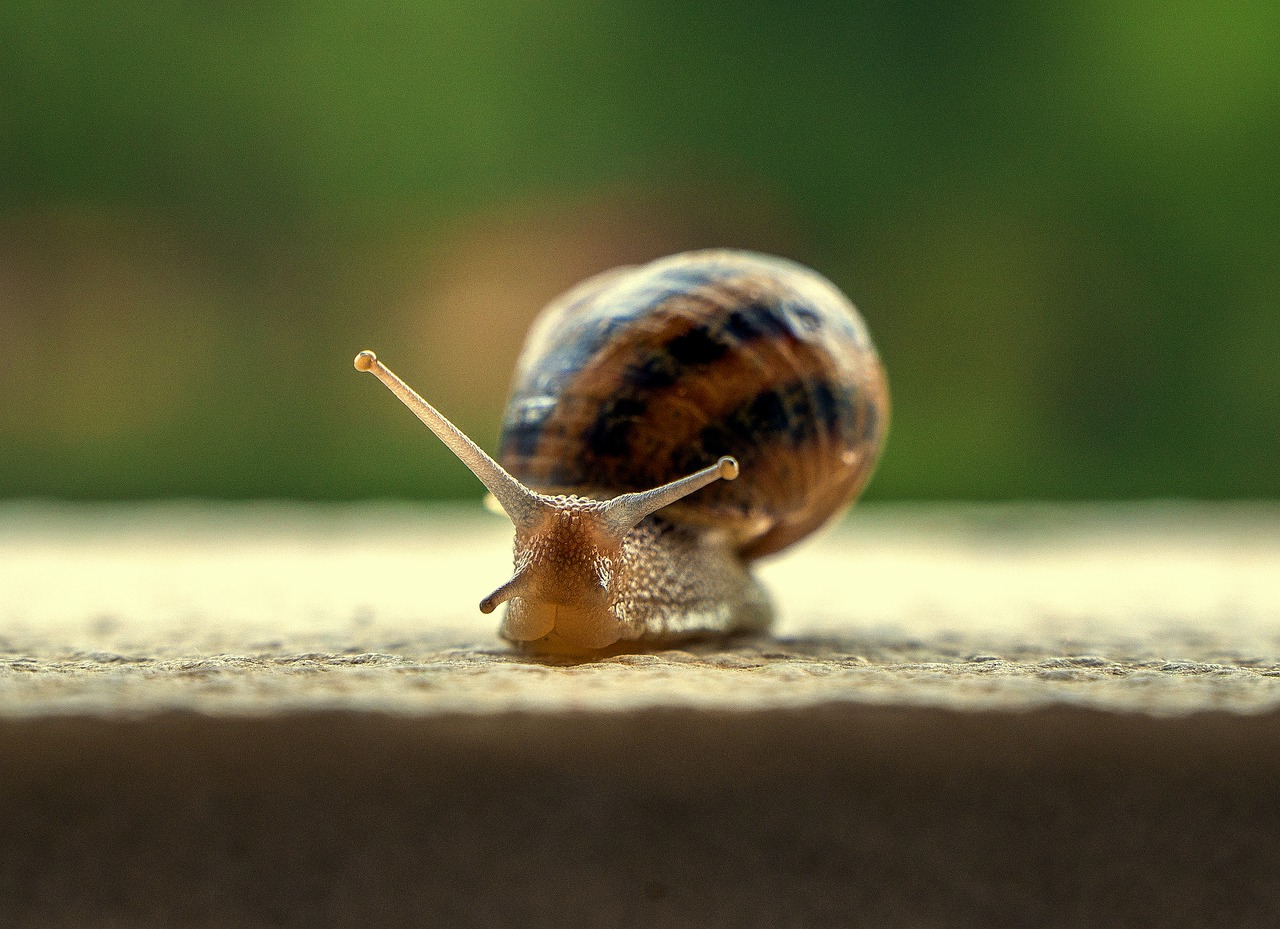 snail  gastropod  shell free photo