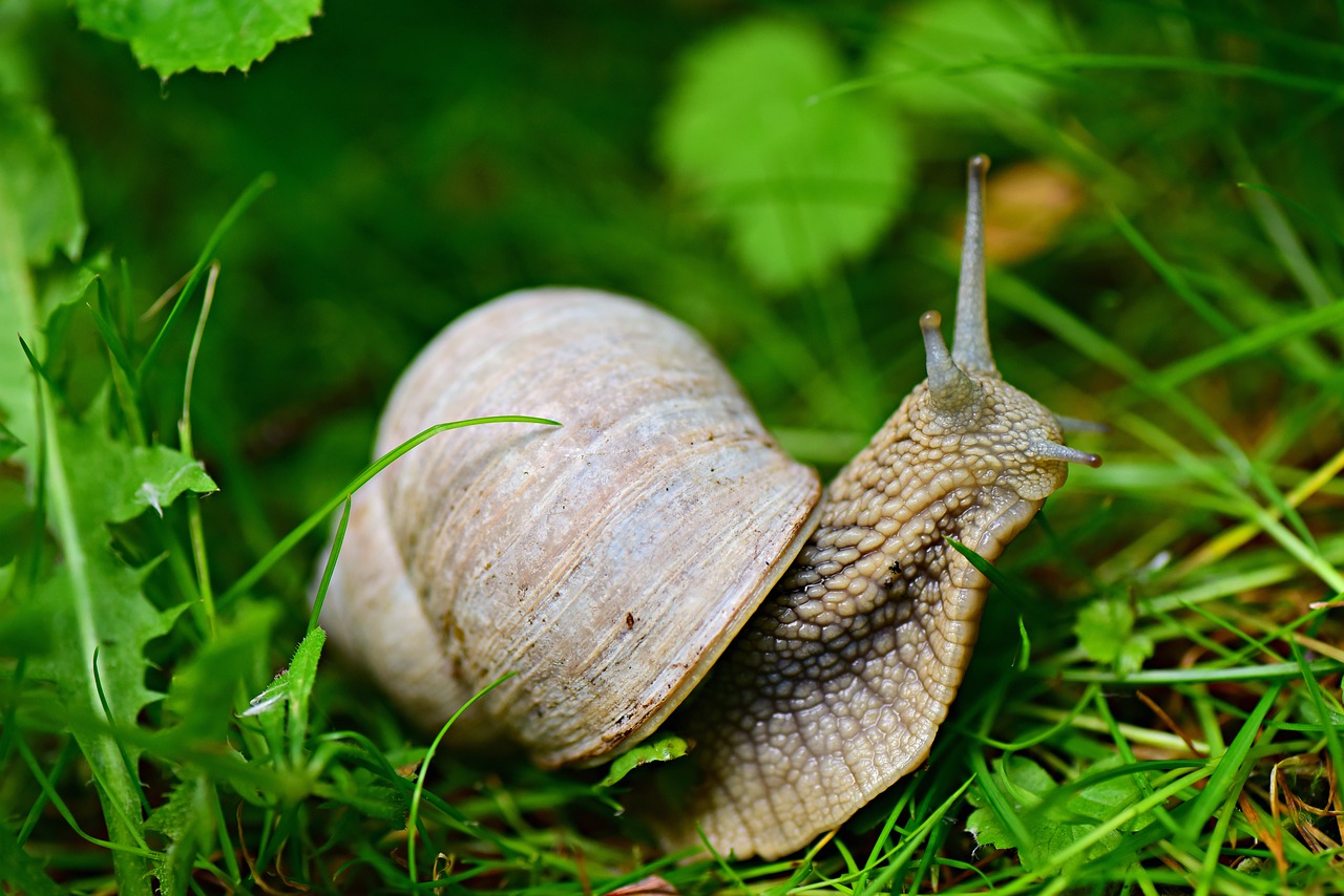 snail  shell  gastropod free photo