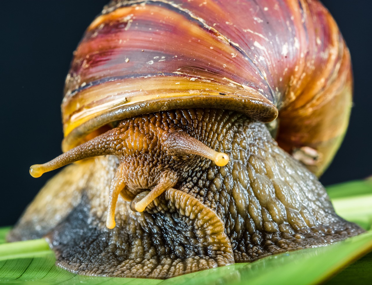 snail slimy land snail free photo