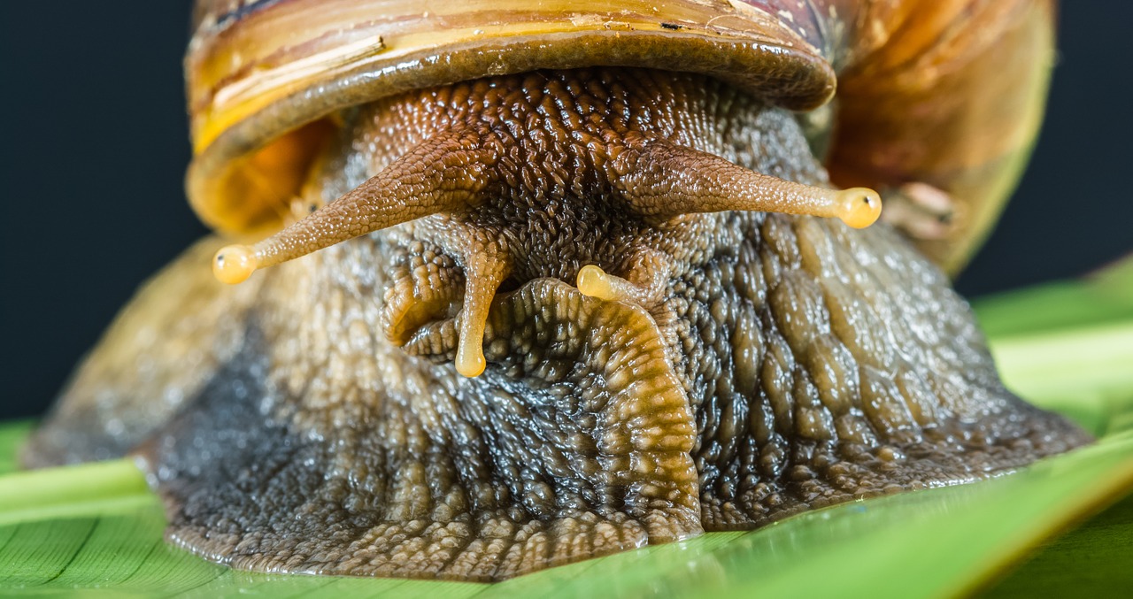 snail slimy land snail free photo