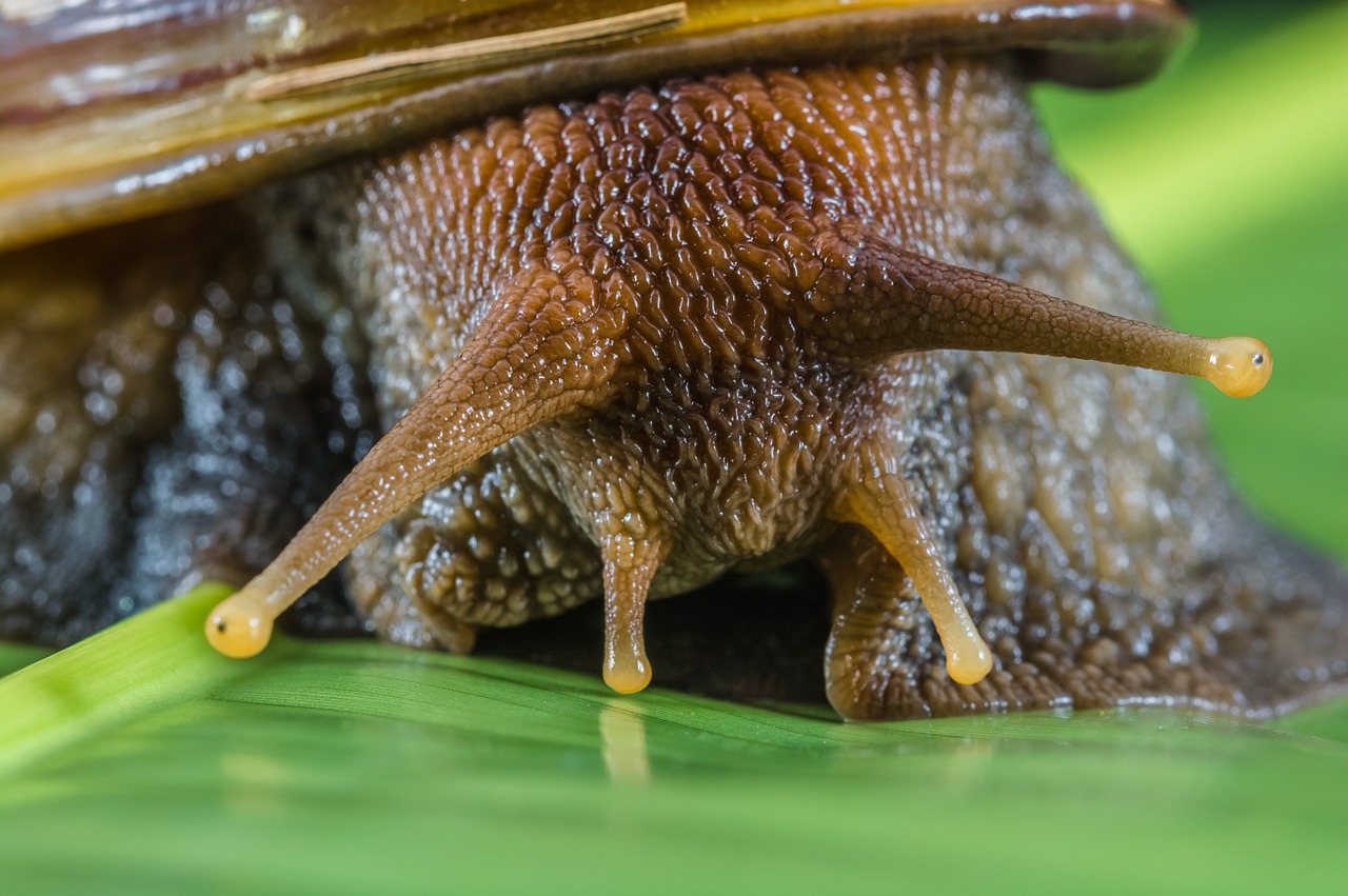 snail slimy land snail free photo