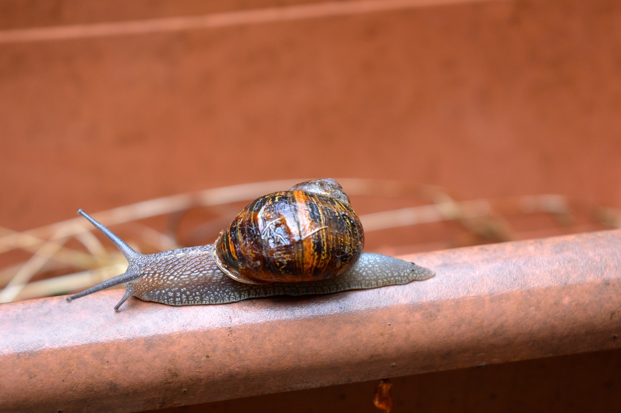 snail shell slime free photo