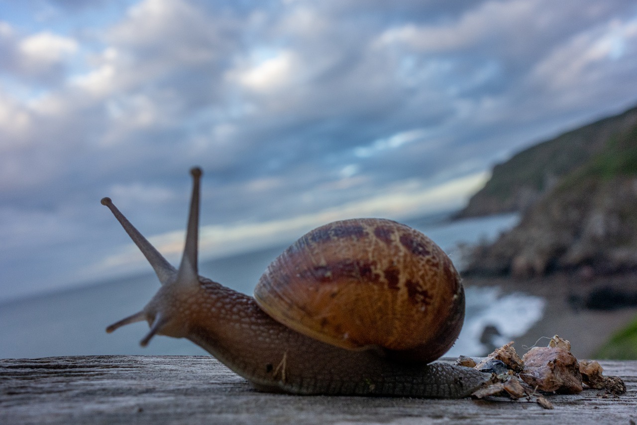 snail  shell  gastropode free photo