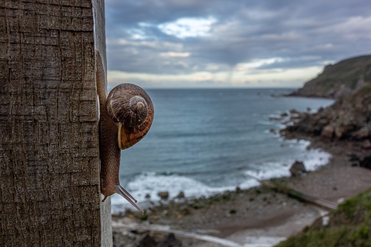 snail  shell  gastropode free photo