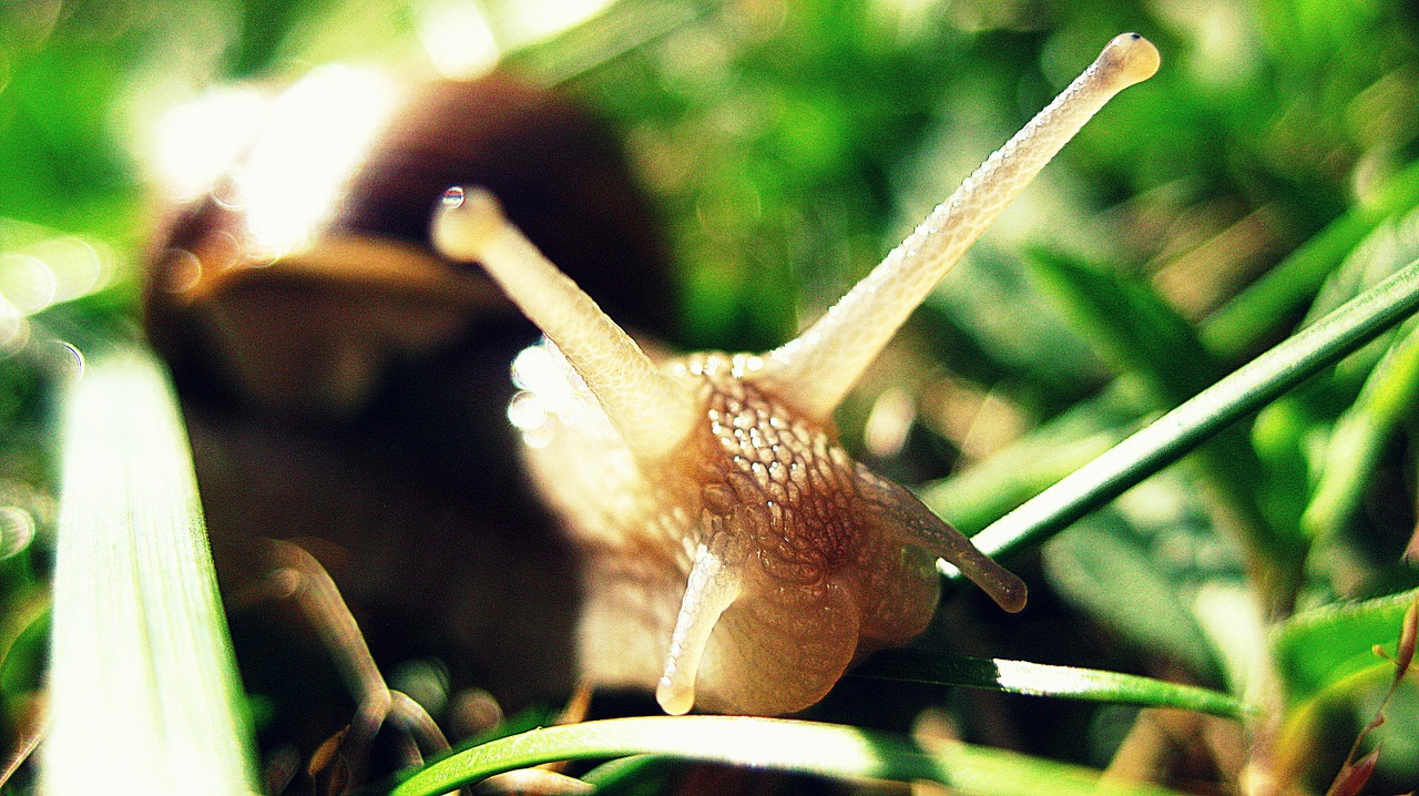 snail green nature free photo