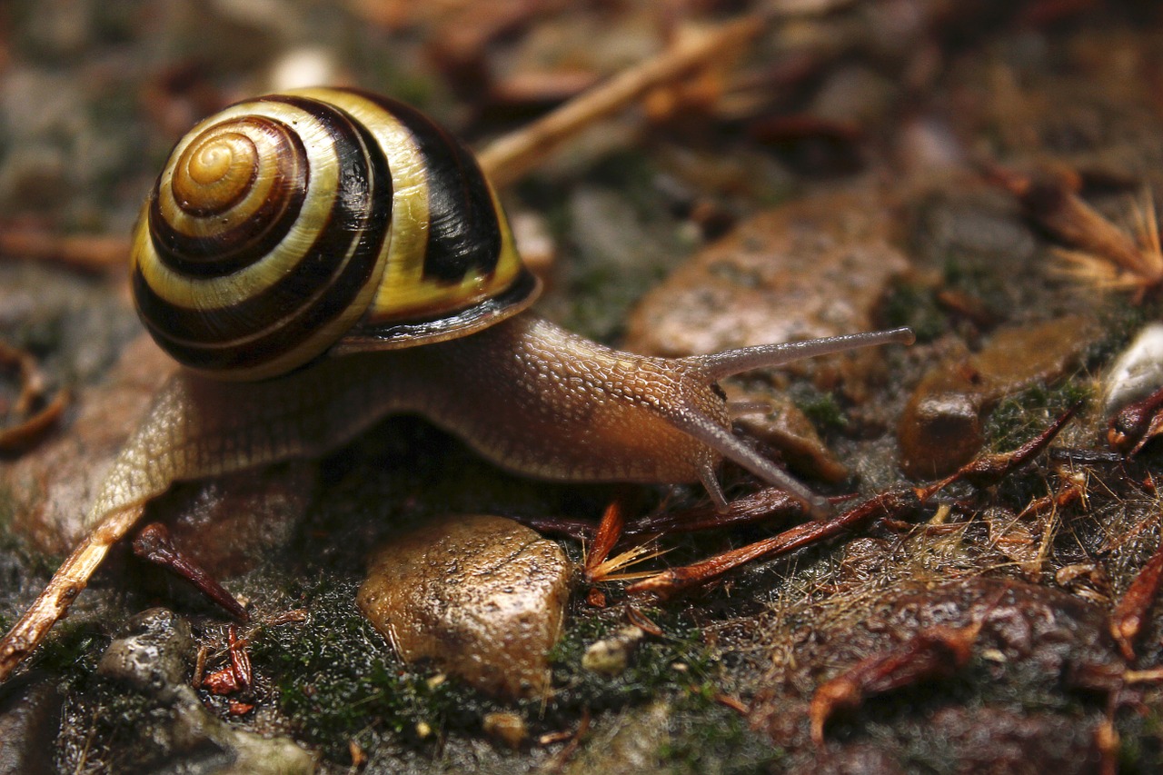 snail shell slowly free photo