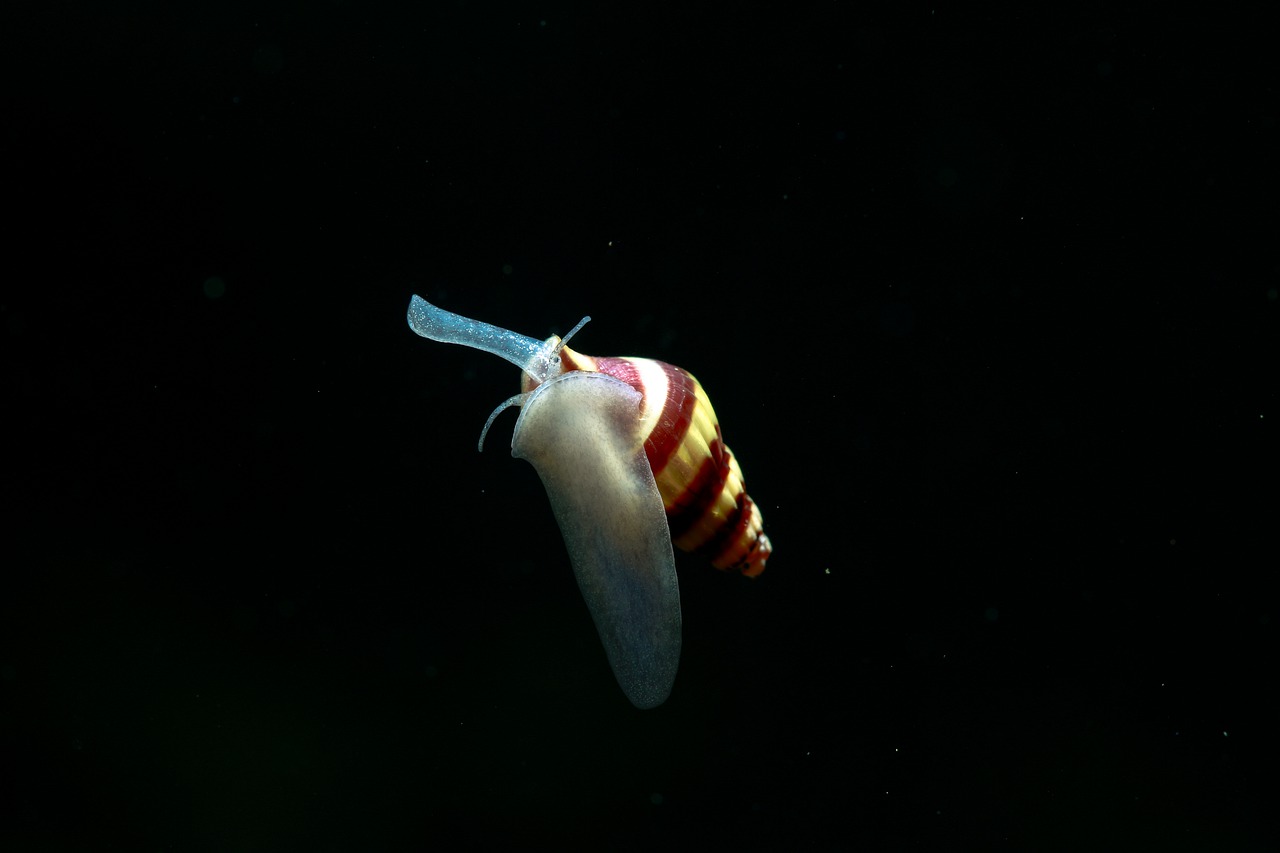 snail  fish  helena snails free photo