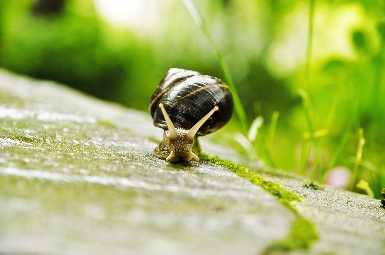 snail  animal world  nature free photo