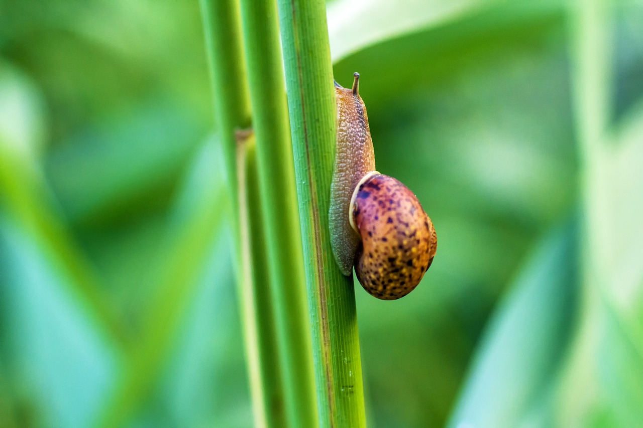 snail  green  crawling free photo