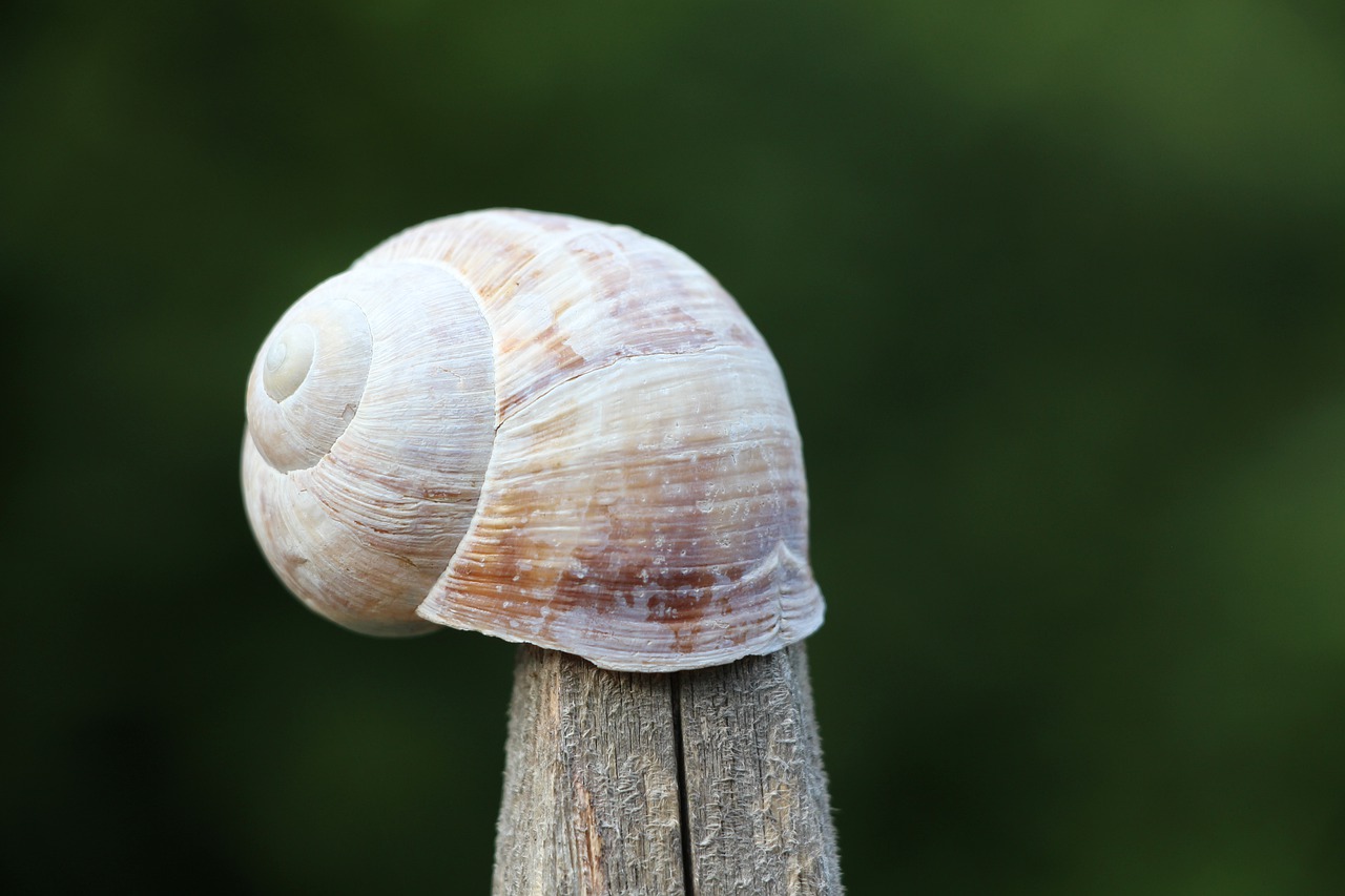 snail  nature  house free photo