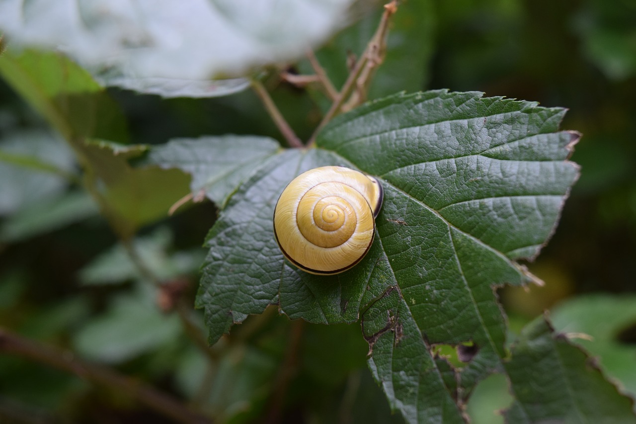 snail leaf foliage free photo