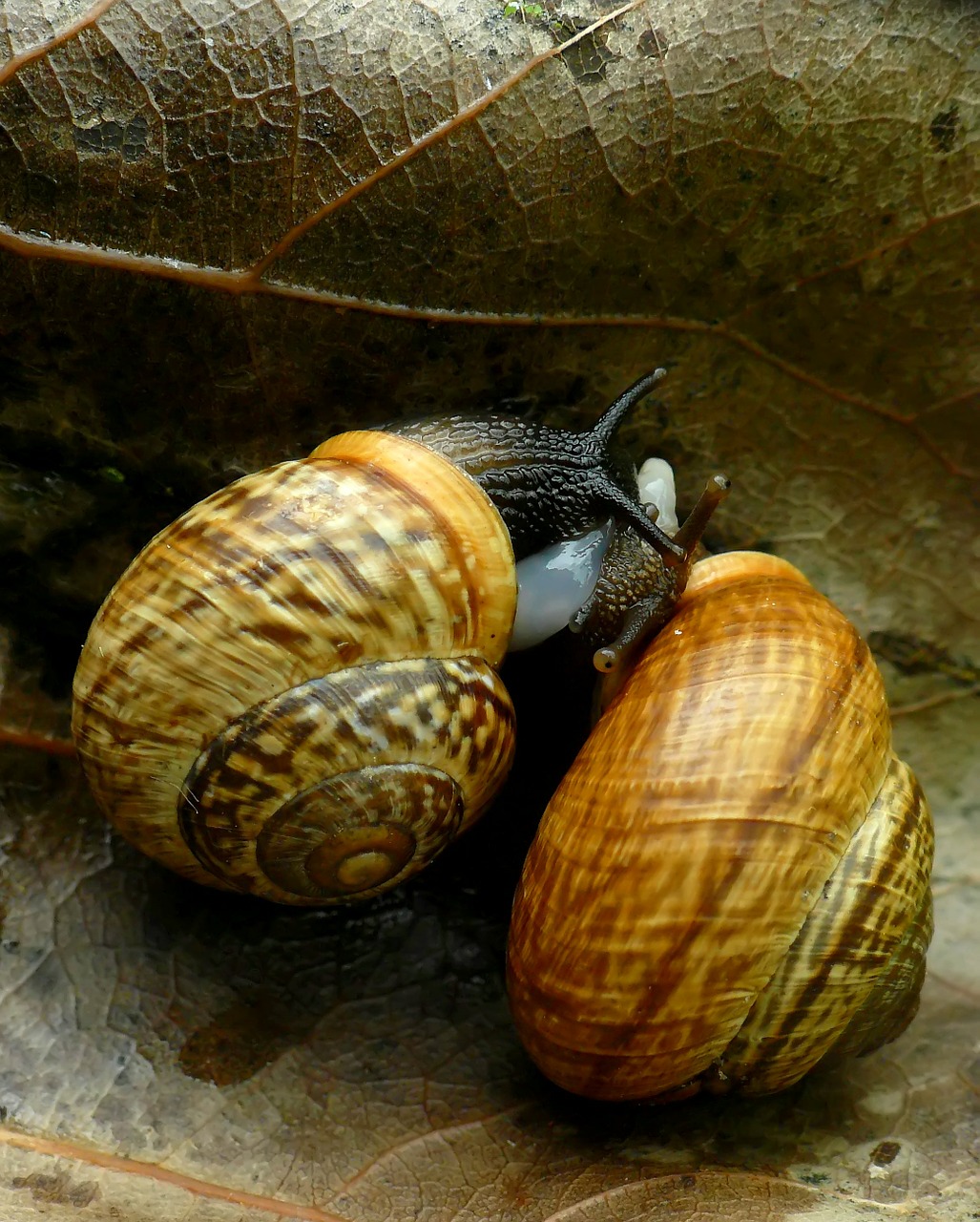 snail coupling brown free photo