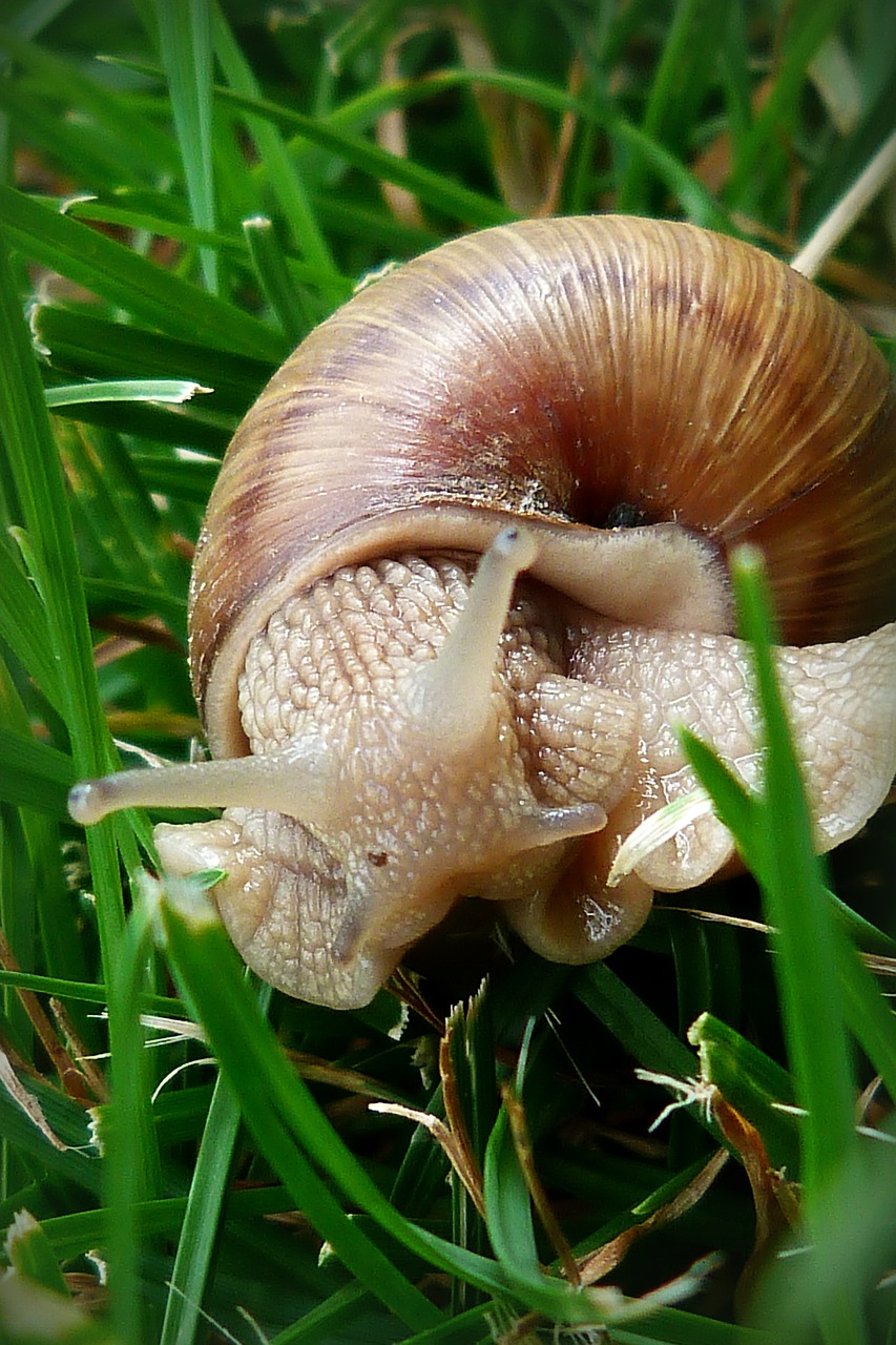 snail csigabiga animal free photo